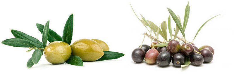 tüplü aşılı zeytin fidanı satın al